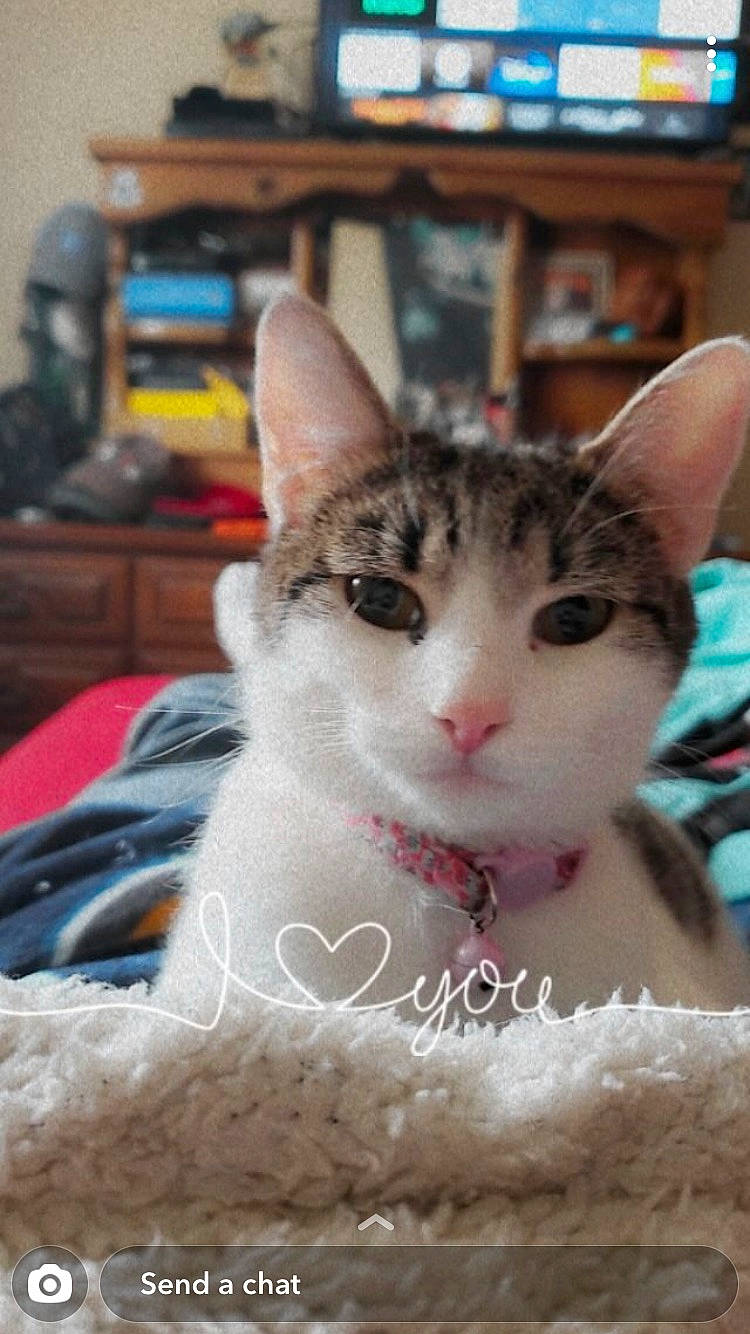 Leia is registered to the contest to win money with this photo: bookcase, carnivore, cat, comfort, domestic_short_haired_cat, felidae, fur, linens, paw, photo_caption, picture_frame, room, shelf, shelving, small_to_medium_sized_cats, snout, whiskers, window