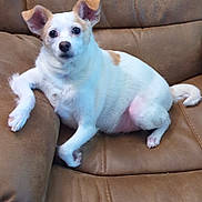 Spike Kimble is registered to the contest to win money with this photo: animal, companion, curious, cute, dog, domestic_animal, ears_up, fur, furry, indoor, leather_chair, paw, pet, relaxed, resting, sitting, small_dog, snout, tan_spots, white_dog