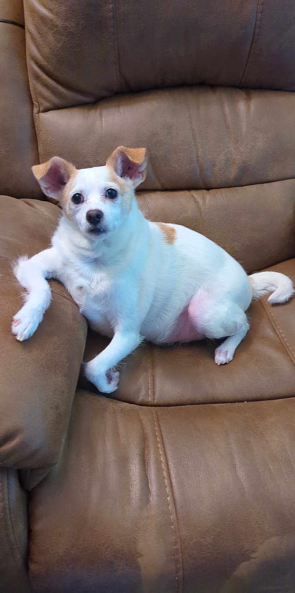 Spike Kimble is registered to the contest to win money with this photo: animal, companion, curious, cute, dog, domestic_animal, ears_up, fur, furry, indoor, leather_chair, paw, pet, relaxed, resting, sitting, small_dog, snout, tan_spots, white_dog