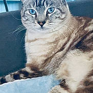 Nero is registered to the contest to win money with this photo: blanket, blue_eyes, cat, close_up, couch, cozy, domestic, ears, feline, fur, household, indoor, lounging, paw, pet, relaxed, shelf, soft, striped, whiskers