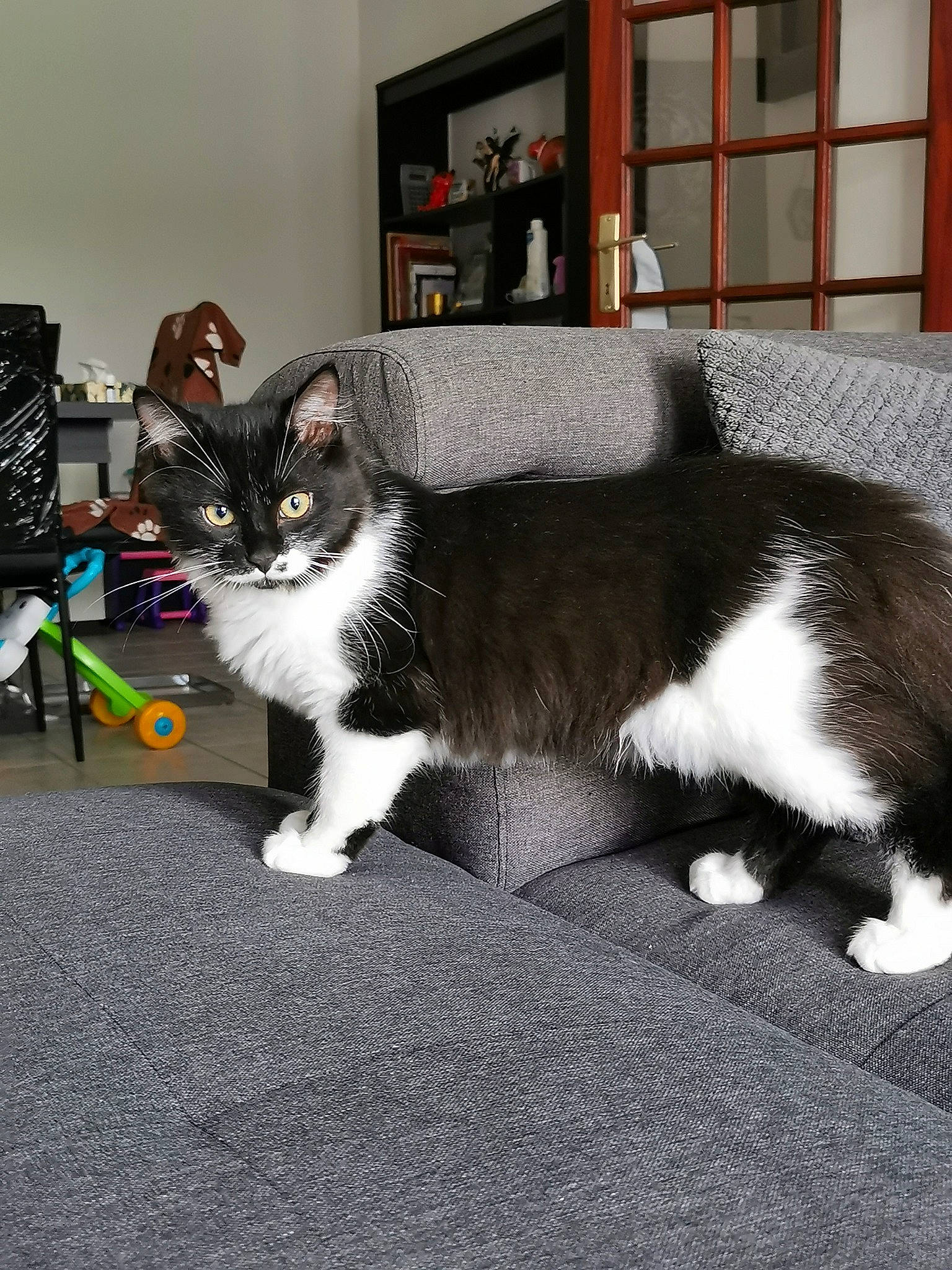 Urion a rejoint le concours — aidez-le/la à gagner de superbes lots ! carnivore, cat, comfort, domestic_short_haired_cat, felidae, floor, flooring, fur, paw, picture_frame, sitting, small_to_medium_sized_cats, snout, tail, terrestrial_animal, whiskers, window