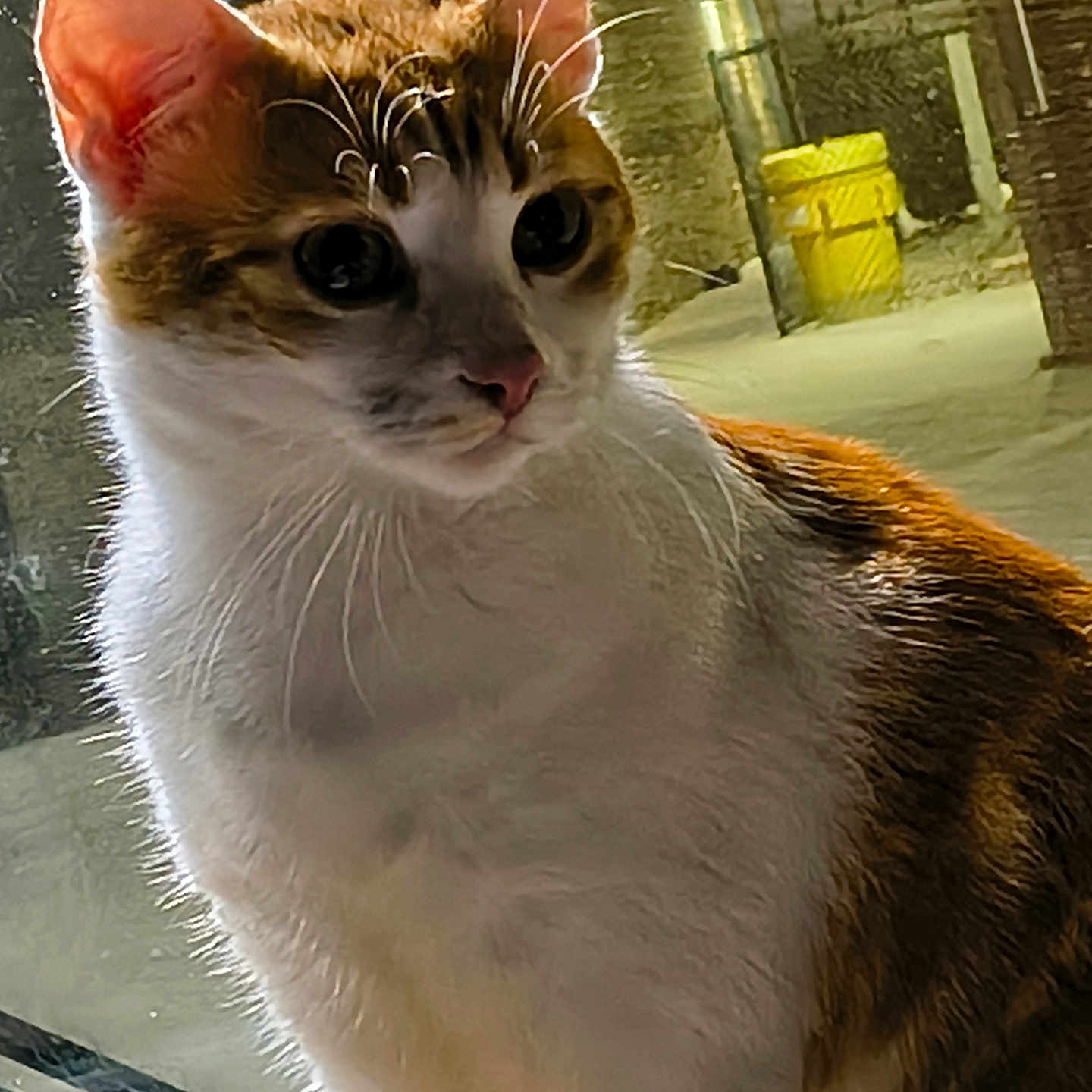 Temu is registered to the contest to win money with this photo: animal, cat, closeup, curious, domestic, ears, feline, fur, glass, lighting, night, orange, outdoor, pet, portrait, reflection, trash_bin, whiskers, white, window