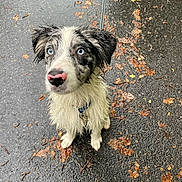 Neïko participe au concours pour gagner de l'argent avec cette photo : dog, wet, blue_eyes, pink_nose, pavement, rainy, autumn_leaves, leash, collar, outdoor, pet, cute, animal, looking_up, sitting, fur, black_and_white, street, nature, waiting