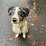 dog, wet, blue_eyes, pink_nose, pavement, rainy, autumn_leaves, leash, collar, outdoor, pet, cute, animal, looking_up, sitting, fur, black_and_white, street, nature, waiting