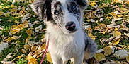 Neïko a rejoint le concours — aidez-le/la à gagner de superbes lots ! dog, puppy, blue_eyes, autumn, leaves, grass, tree, outdoor, pet, cute, canine, walk, leash, nature, fall, park, animal, fur, sunlight, curious