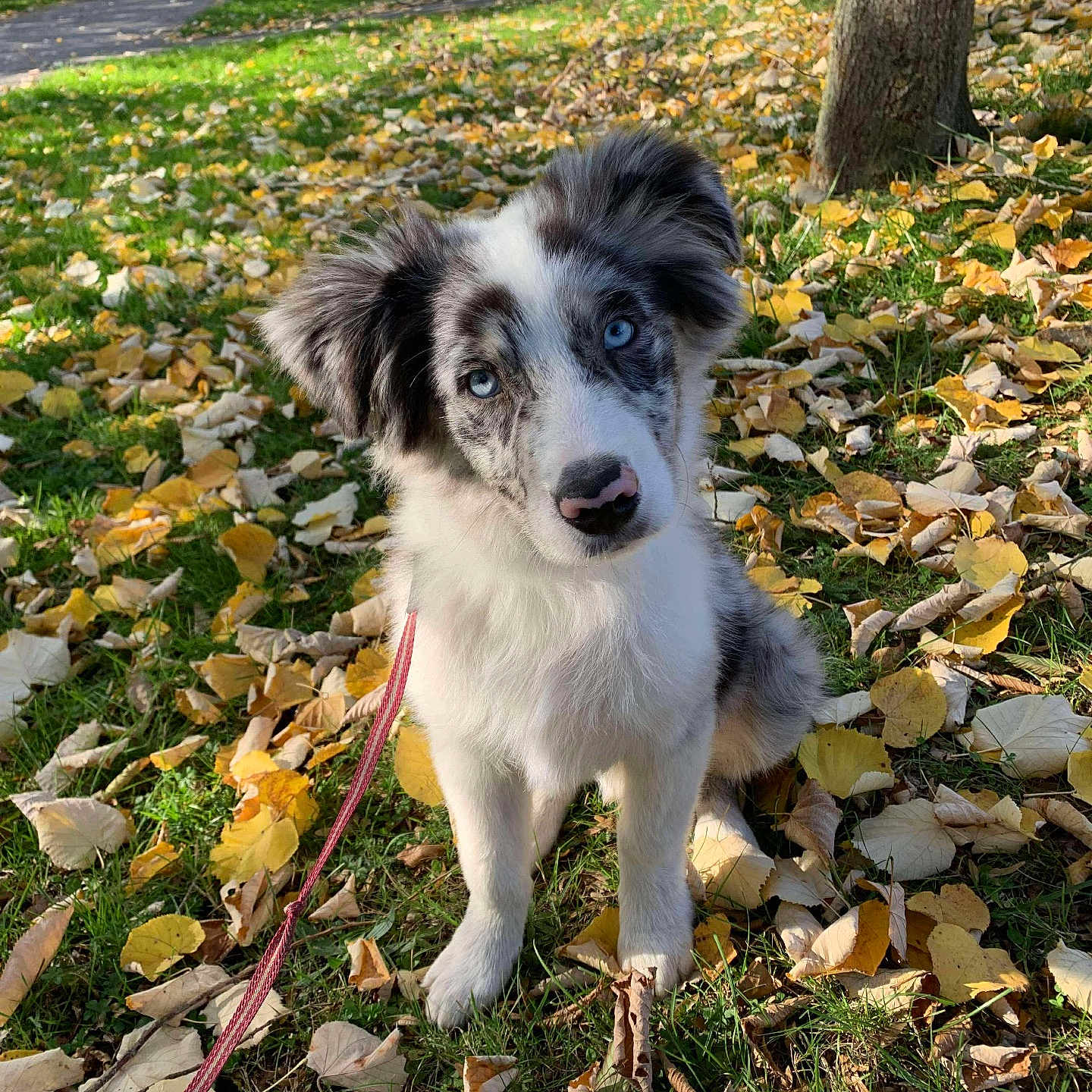 Neïko a rejoint le concours — aidez-le/la à gagner de superbes lots ! animal, autumn, blue_eyes, canine, curious, cute, dog, fall, fur, grass, leash, leaves, nature, outdoor, park, pet, puppy, sunlight, tree, walk