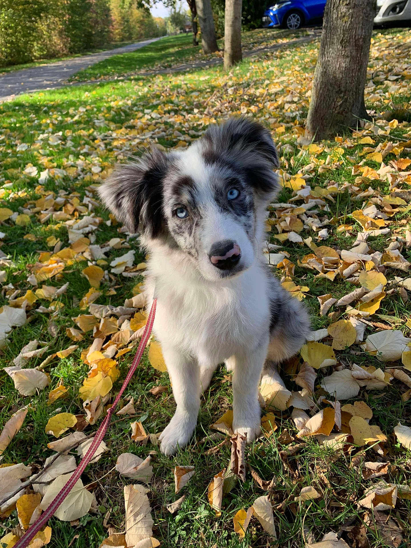 Neïko a rejoint le concours — aidez-le/la à gagner de superbes lots ! dog, puppy, blue_eyes, autumn, leaves, grass, tree, outdoor, pet, cute, canine, walk, leash, nature, fall, park, animal, fur, sunlight, curious
