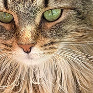 Obey is registered to the contest to win money with this photo: cat, feline, close_up, portrait, fur, whiskers, green_eyes, nose, stare, long_hair, tabby, domestic_cat, muzzle, whisker_detail, adorable, pet, animal, face, texture, whisker_closeup