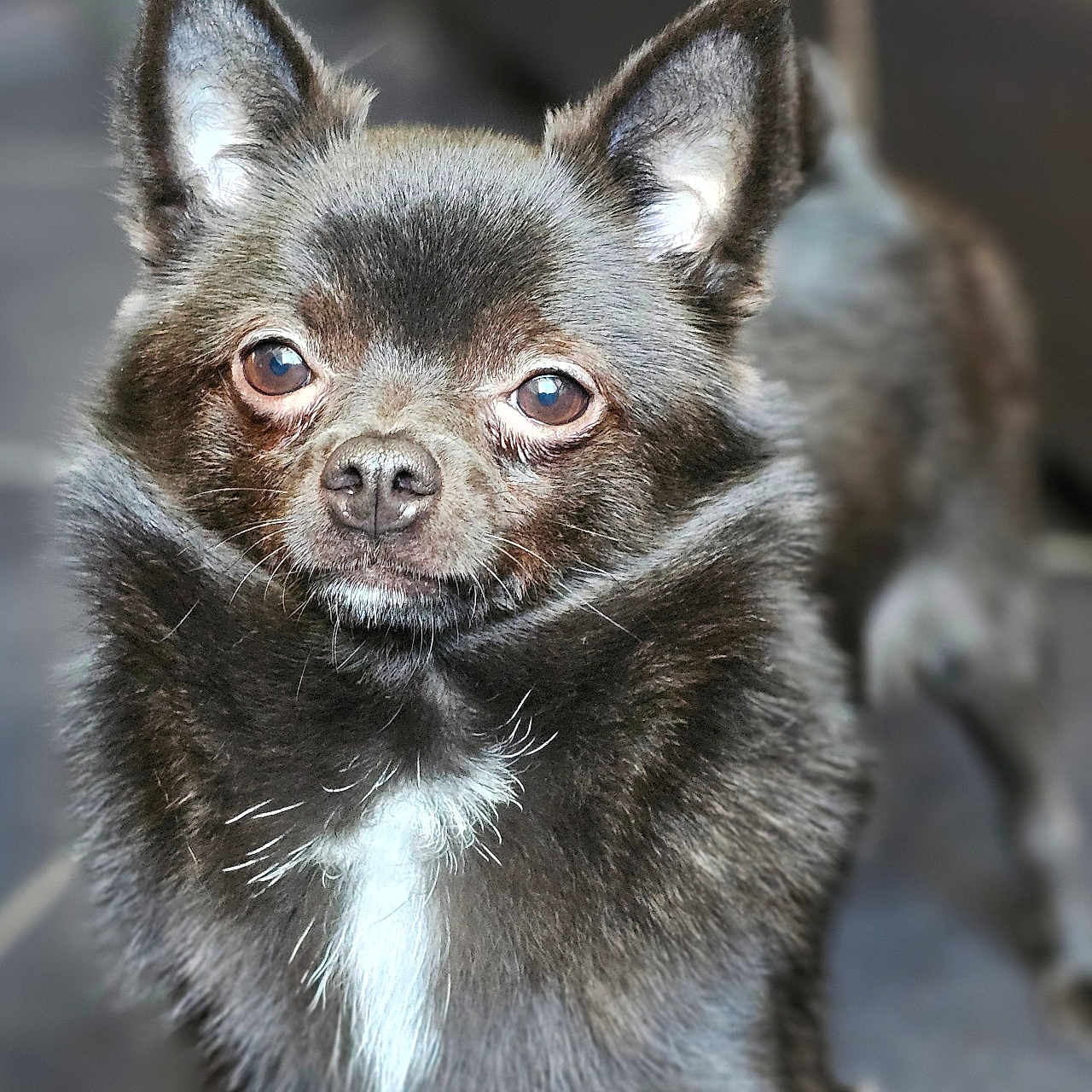 Vénom a rejoint le concours — aidez-le/la à gagner de superbes lots ! animal, brown, canine, closeup, companion, cute, dog, ears, eyes, floor, friendly, fur, indoor, mammal, nose, pet, portrait, standing, tile, white_patch