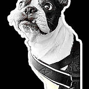 Haby participe au concours pour gagner de l'argent avec cette photo : accessories, adult, animal, belt, bostonbull, boxer, bulldog, canine, dog, face, frenchbulldog, harness, head, male, man, person, pet, pitbull, puppy, whitedog