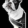 accessories, adult, animal, belt, bostonbull, boxer, bulldog, canine, dog, face, frenchbulldog, harness, head, male, man, person, pet, pitbull, puppy, whitedog