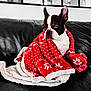 Haby participe au concours pour gagner de l'argent avec cette photo : animal, blanket, bostonbull, bulldog, canine, clothing, couch, dog, frenchbulldog, furniture, person, pet, pitbull, puppy, quilt, scarf