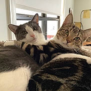 Bodee is registered to the contest to win money with this photo: cats, cat, felines, pets, animals, tabby_cat, gray_cat, white_cat, brown_cat, close_up, portrait, indoor, blanket, cozy, lounging, sitting, green_eyes, whiskers, ears, home