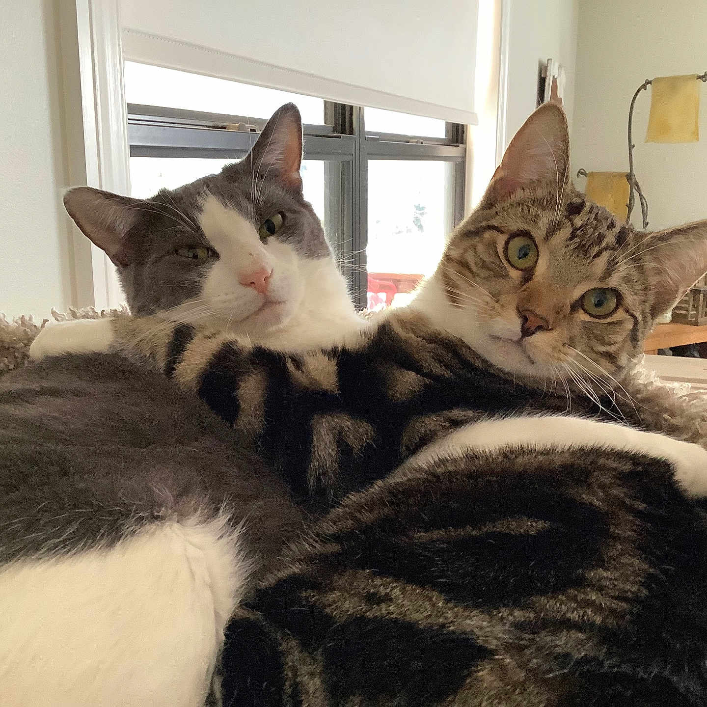 Bodee is registered to the contest to win money with this photo: cats, cat, felines, pets, animals, tabby_cat, gray_cat, white_cat, brown_cat, close_up, portrait, indoor, blanket, cozy, lounging, sitting, green_eyes, whiskers, ears, home