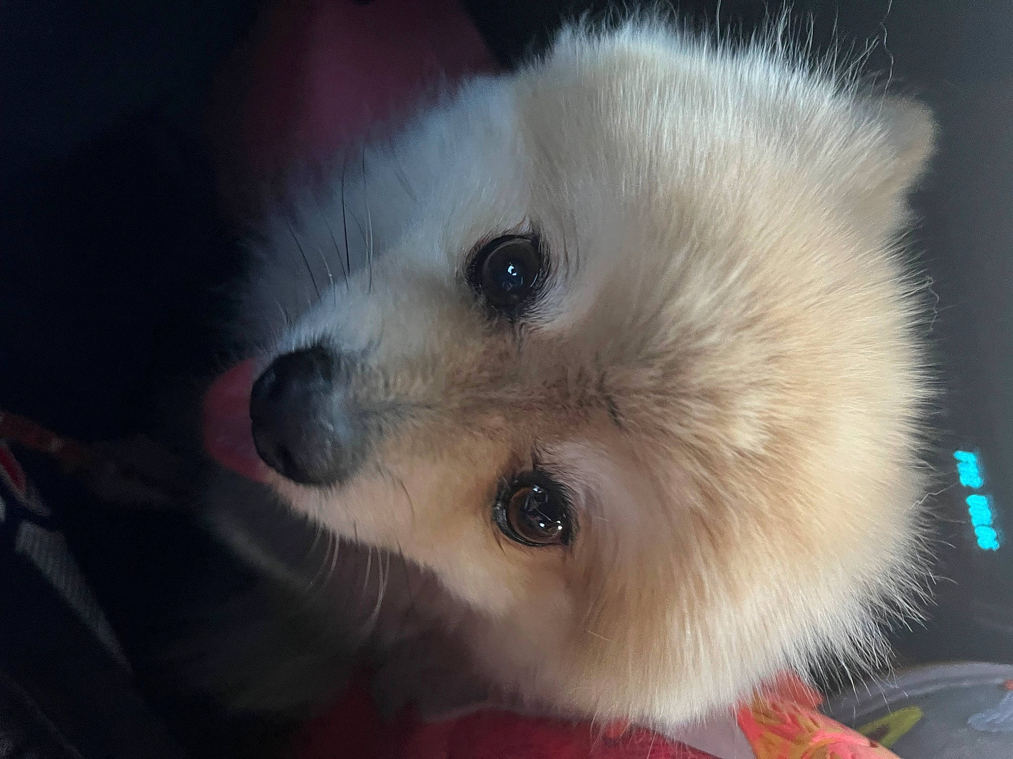 Bently joined the competition — help win amazing prizes! canidae, carnivore, companion_dog, dog, dog_breed, eyelash, fawn, german_spitz, german_spitz_klein, german_spitz_mittel, indian_spitz, japanese_spitz, samoyed, snout, spitz, sporting_group, toy_dog, volpino_italiano, whiskers, working_animal