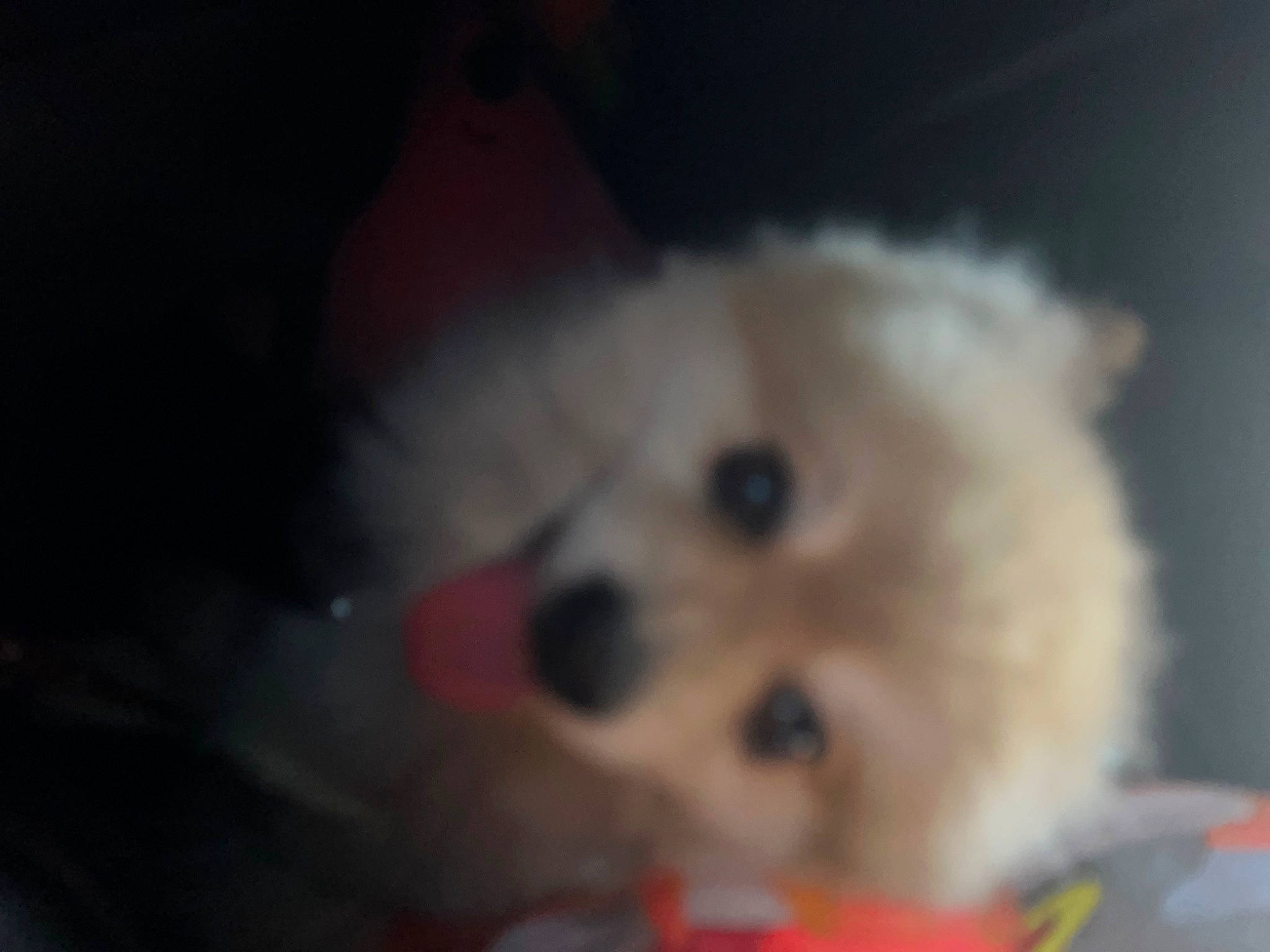 Bently is registered to the contest to win money with this photo: canidae, carnivore, companion_dog, dog, dog_breed, dog_supply, fawn, fur, german_spitz, maltepoo, non_sporting_group, pomeranian, puppy, small_greek_domestic_dog, spitz, sporting_group, toy_dog, volpino_italiano, whiskers, working_animal