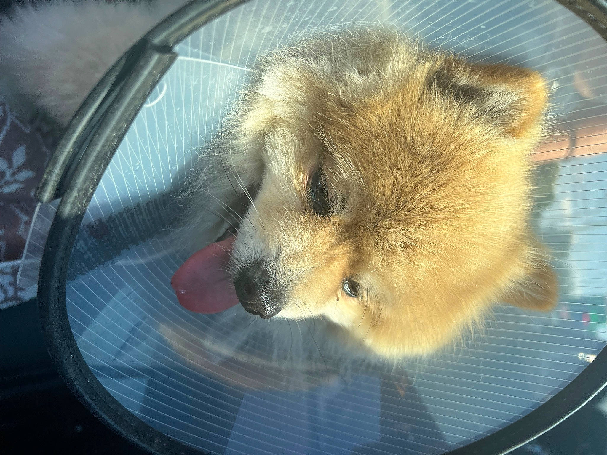 Bently joined the competition — help win amazing prizes! automotive_lighting, automotive_mirror, canidae, car, carnivore, companion_dog, dog, dog_breed, fawn, hood, motor_vehicle, spitz, sporting_group, terrestrial_animal, tints_and_shades, vehicle, vehicle_door, whiskers, windscreen_wiper, windshield