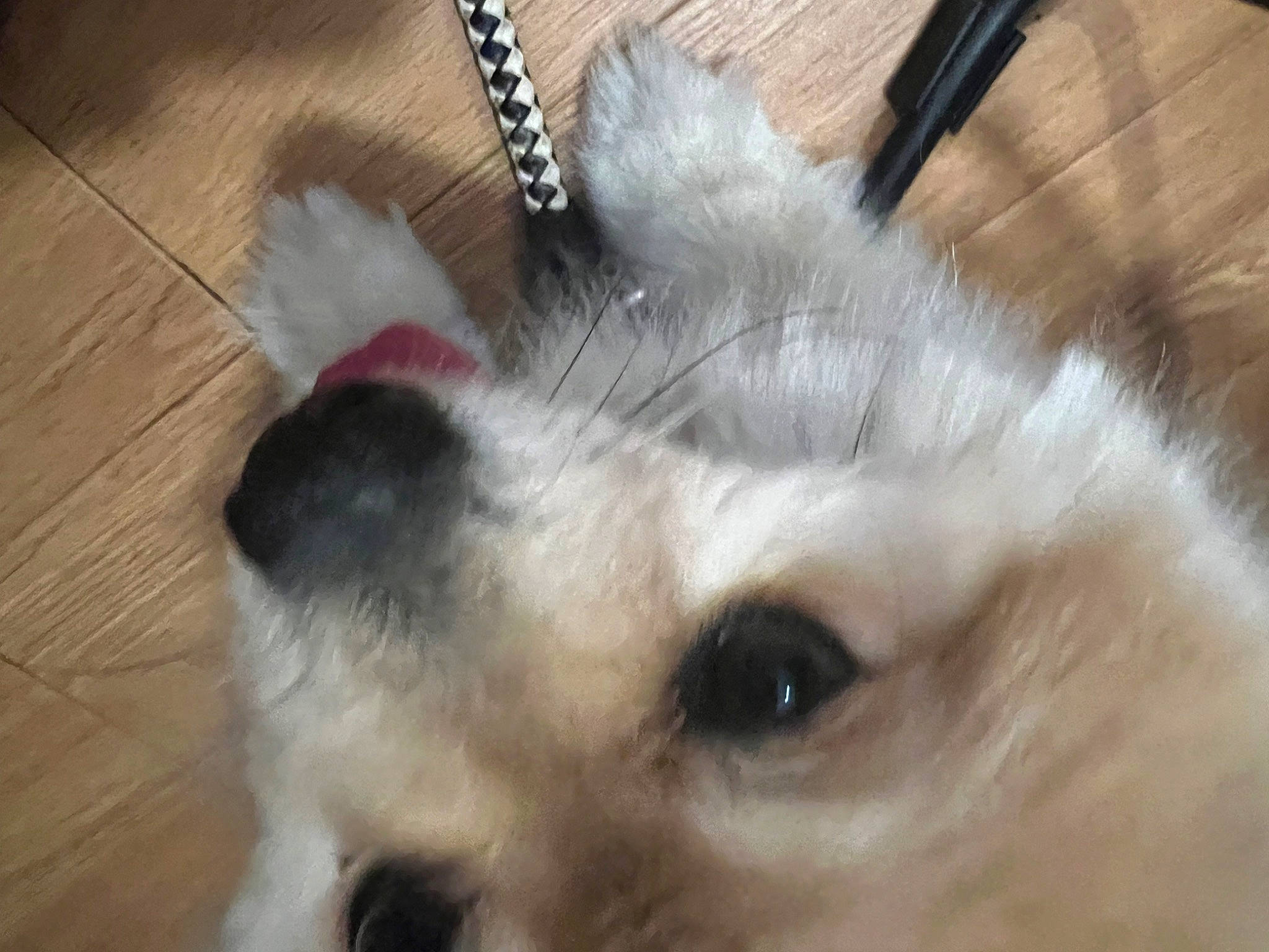 Bently joined the competition — help win amazing prizes! balinese, canidae, carnivore, companion_dog, dog, dog_breed, eyelash, fawn, felidae, japanese_spitz, paw, samoyed, small_to_medium_sized_cats, snout, spitz, sporting_group, thai, toy_dog, whiskers, wood