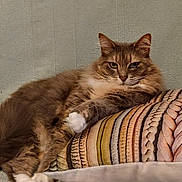 Nala participe au concours pour gagner de l'argent avec cette photo : animal, cat, comfortable, couch, cozy, cute, domestic, ears, feline, fluffy, fur, home, indoor, lazy, looking, pet, pillow, relaxed, resting, whiskers