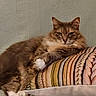animal, cat, comfortable, couch, cozy, cute, domestic, ears, feline, fluffy, fur, home, indoor, lazy, looking, pet, pillow, relaxed, resting, whiskers