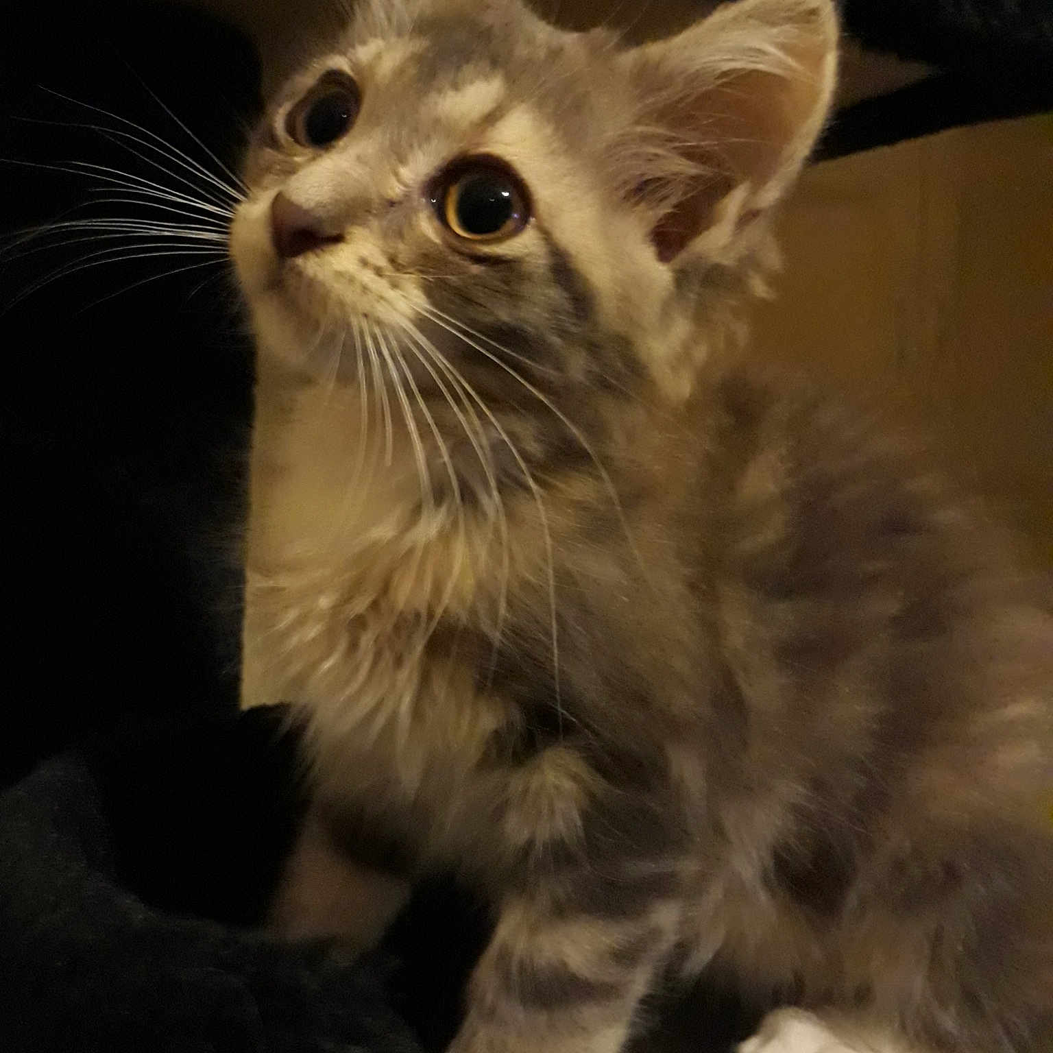 Nala