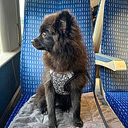 Yuumi participe au concours pour gagner de l'argent avec cette photo : animal, canine, car, car_interior, carseat, chair, chow, cushion, dog, dogbed, furniture, headrest, homedecor, pet, puppy, transportation, vehicle