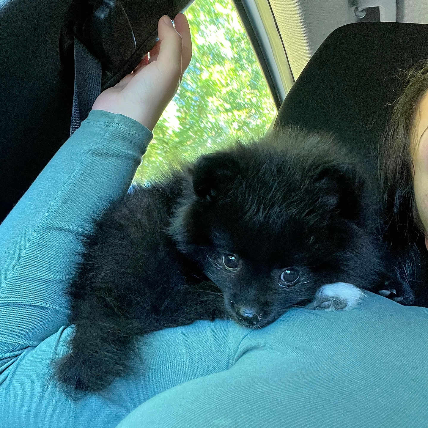 Yuumi a rejoint le concours — aidez-le/la à gagner de superbes lots ! adult, animal, canine, car, cat, couch, cushion, dog, face, female, furniture, head, homedecor, person, pet, photography, puppy, transportation, vehicle, woman