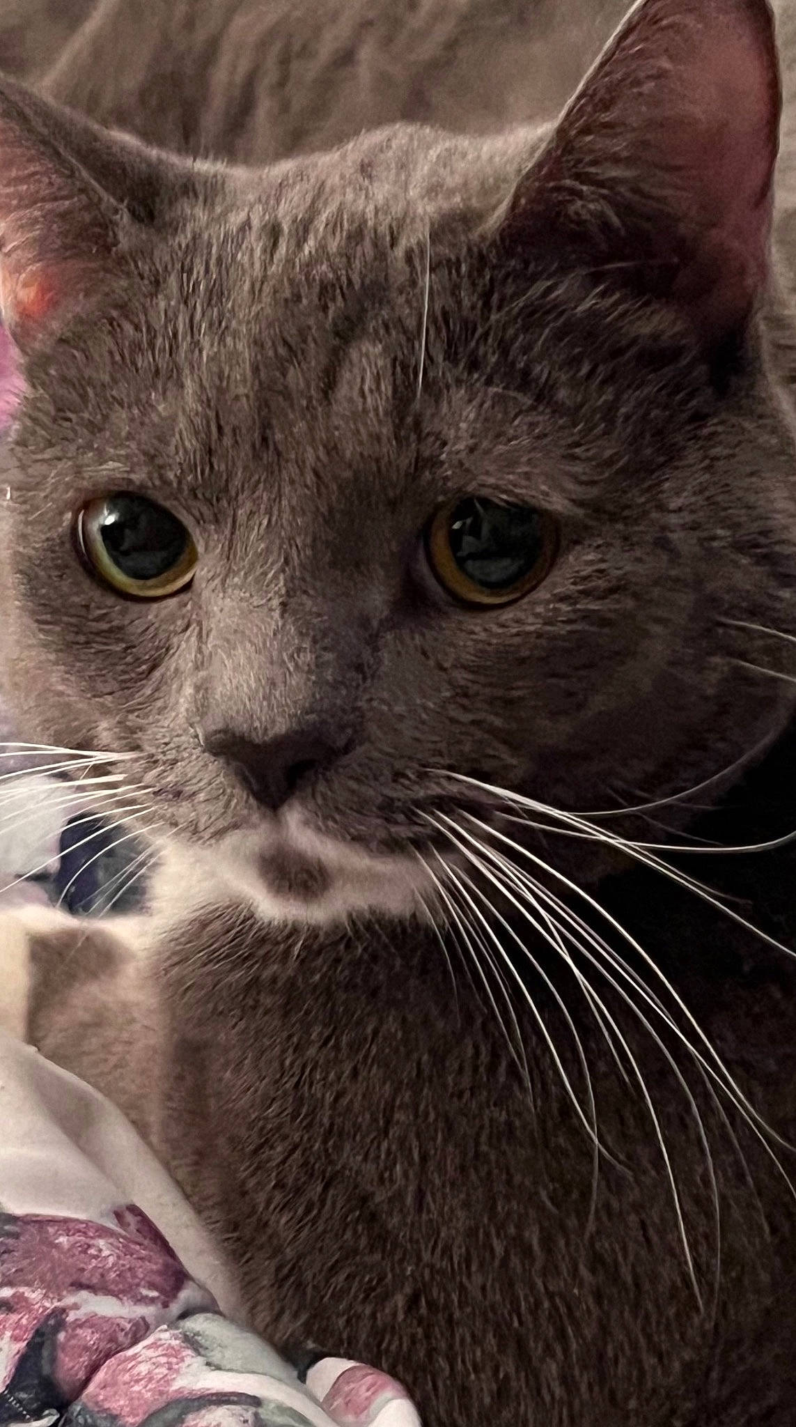 Buggy is registered to the contest to win money with this photo: carnivore, cat, claw, close_up, domestic_short_haired_cat, ear, felidae, fur, iris, paw, small_to_medium_sized_cats, snout, terrestrial_animal, whiskers, window