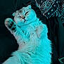 Yogi is registered to the contest to win money with this photo: cat, fluffy, pet, animal, lying_down, paw, fur, relaxed, indoor, blanket, bed, cozy, cute, whiskers, sleepy, raised_paw, closeup, feline, soft, comfortable