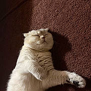 Yogi is registered to the contest to win money with this photo: cat, sleeping, fluffy, white_fur, relaxed, indoor, pet, feline, closeup, paw, whiskers, cozy, peaceful, resting, animal, cute, fur, soft, texture, brown_background