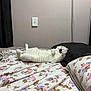 cat, white_cat, bed, bedding, floral_pattern, pillow, indoor, relaxed, sleepy, lying_down, pet, animal, fur, cute, cozy, domestic, resting, mouth_open, whiskers, wall_outlet