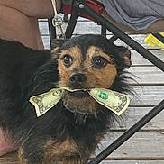 Tito is registered to the contest to win money with this photo: dog, money, dollar_bill, leash, wooden_deck, folding_chair, pet, animal, outdoor, black_fur, brown_fur, face, ears, eyes, nose, mouth, person, legs, casual_clothing, summer