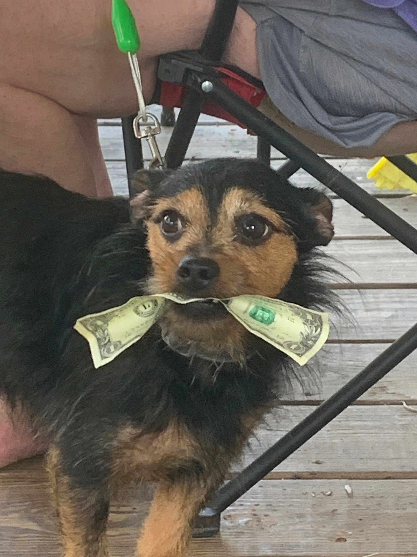 Tito is registered to the contest to win money with this photo: dog, money, dollar_bill, leash, wooden_deck, folding_chair, pet, animal, outdoor, black_fur, brown_fur, face, ears, eyes, nose, mouth, person, legs, casual_clothing, summer