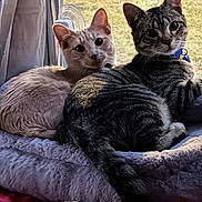 Loki is registered to the contest to win money with this photo: cat, cats, window, bed, blanket, curious, indoor, pet, feline, resting, cozy, sunlight, animal, two_animals, tabby_cat, cream_cat, looking_at_camera, domestic_cat, soft_texture, home