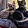 Nala And Loki
