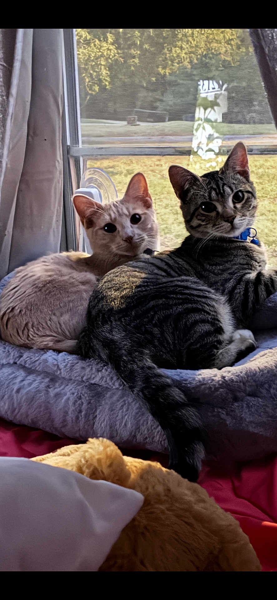 Nala And Loki joined the competition — help win amazing prizes! cat, cats, tabby_cat, light_colored_cat, indoor, bed, window, curious, pet, feline, collar, resting, cozy, sunlight, soft_bed, curtains, animal, cute, looking, relaxing