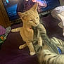 Nala And Loki joined the competition — help win amazing prizes! cat, orange_cat, gray_tabby, playing, paw, bed, blanket, television, indoor, feline, pet, fur, animal, home, purple_blanket, relaxing, cute, whiskers, collar, cozy