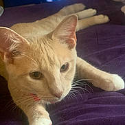 Nala And Loki is registered to the contest to win money with this photo: cat, light_fur, whiskers, ears, paws, bed, blanket, purple, indoor, pet, animal, relaxed, curious, close_up, fur, sleepy, domestic_cat, soft_light, resting, cute