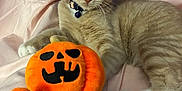 Nala And Loki joined the competition — help win amazing prizes! cat, cream_colored_cat, plush_toy, pumpkin_toy, halloween, bed, blanket, pink_blanket, red_blanket, collar, pet, cute, indoor, feline, whiskers, paws, soft_toy, stuffed_animal, lying_down, playful