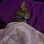 Nala And Loki is registered to the contest to win money with this photo: cat, tabby, sleeping, blanket, purple_pillow, indoor, cozy, pet, feline, collar, resting, cute, soft, comfort, fur, animal, domestic, relaxation, bed, nap