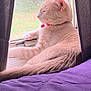 Nala joined the competition — help win amazing prizes! cat, cream_colored, window, curtains, purple_blanket, red_collar, pet, indoor, relaxed, sleepy, feline, resting, natural_light, side_view, paw, tail, domestic_animal, cozy, quiet, home