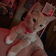 Nala joined the competition — help win amazing prizes! cat, pet, indoor, tattoo, shoulder, collar, bell, feline, animal, person, wall_art, dim_light, red_light, wood_paneling, decorations, portrait, curious, closeup, domestic_cat, resting