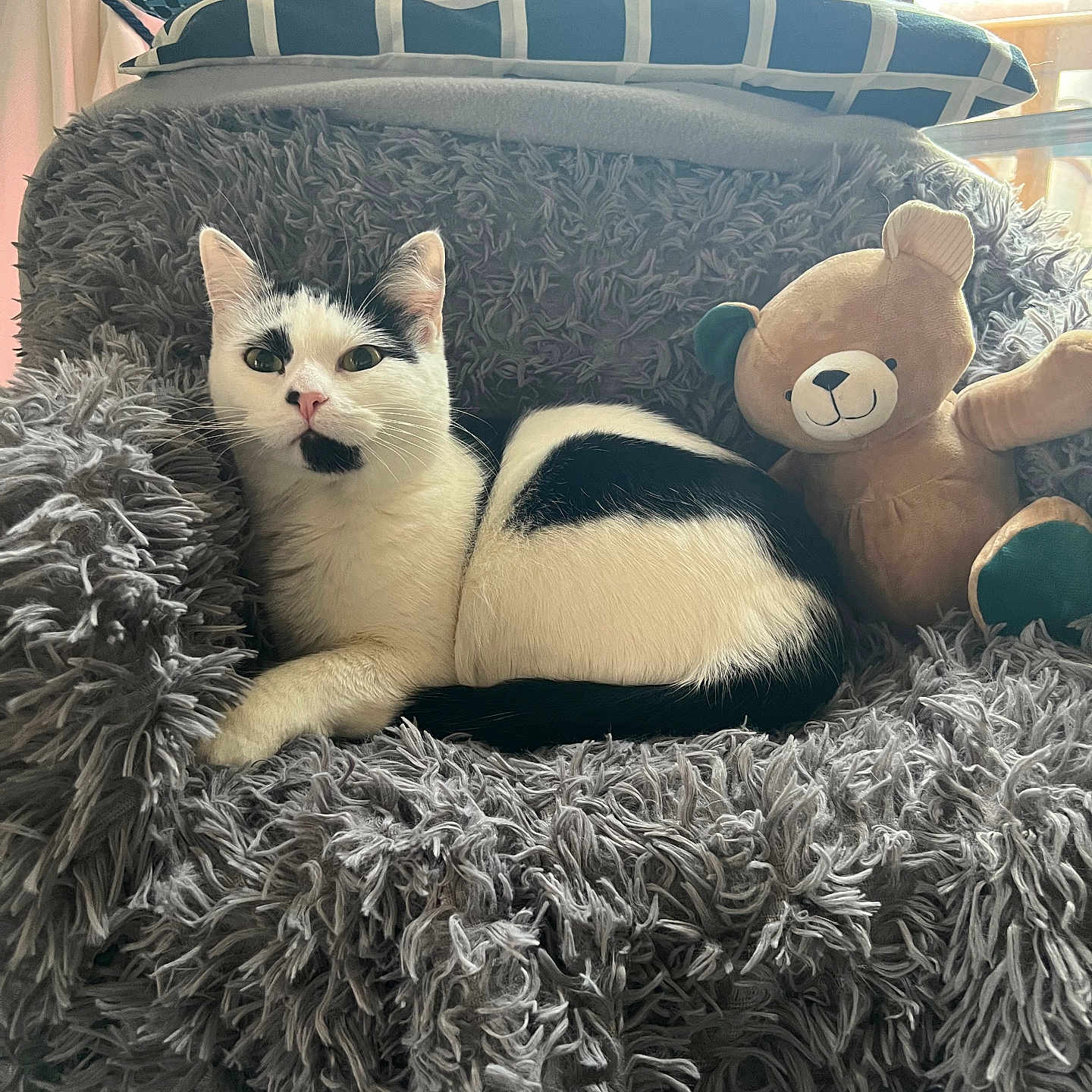 Sookie participe au concours pour gagner de l'argent avec cette photo : animal, armchair, canine, cat, chair, couch, cushion, dog, furniture, homedecor, indoors, kitten, manx, person, pet, plush, puppy, sleeping, teddybear, toy