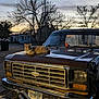 Tails joined the competition — help win amazing prizes! cat, truck, vehicle, hood, outdoor, twilight, streetlight, bare_trees, sky, license_plate, rural, nature, animal, pet, sunset, metal, old_vehicle, quiet, evening, relaxing