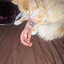 Tails joined the competition — help win amazing prizes! cat, orange_cat, fluffy, resting, tattoo, arm, hand, bed, blanket, sleeping, pet, feline, domestic_animal, cozy, relaxed, indoor, fur, paw, human, skin