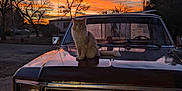 Tails is registered to the contest to win money with this photo: cat, truck, sunset, sky, vintage_vehicle, outdoor, animal, pet, nature, tree, license_plate, vehicle, road, clouds, dusk, silhouette, parked, calm, orange_sky, blue_sky