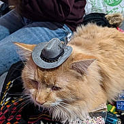 Tails joined the competition — help win amazing prizes! cat, orange_cat, tiny_hat, cowboy_hat, feather, fluffy, pet, indoor, blanket, beads, alphabet_beads, person, jeans, purple_sweater, table, bag, toy, relaxed, close_up, domestic_animal