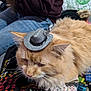 cat, orange_cat, tiny_hat, cowboy_hat, feather, fluffy, pet, indoor, blanket, beads, alphabet_beads, person, jeans, purple_sweater, table, bag, toy, relaxed, close_up, domestic_animal