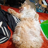 Tails is registered to the contest to win money with this photo: bed, box, carpet, cat, clothing, cozy, domestic_animal, fluffy, fur, furniture, indoor, napping, notebook, orange_cat, paw, pet, relaxed, resting, sleeping, white_fur
