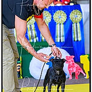 Star participe au concours pour gagner de l'argent avec cette photo : man, dog, black_dog, yellow_floor, ribbons, trophies, show, indoor, leash, athletic_shoes, short_sleeve_shirt, bald_head, focused, competition, event, colorful, blue_background, red_shoes, pet, animal